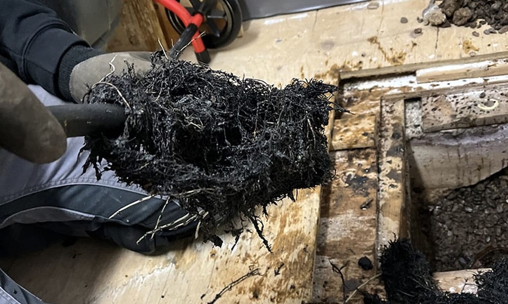 Enlèvement des racines des drains